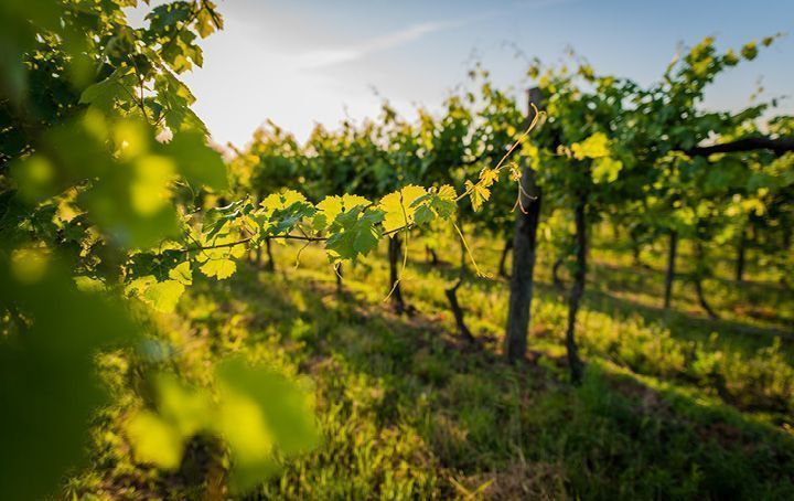 Hobby Farm or a Business